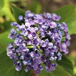 Hydrangea Ayesha -Garden Care Shop hydrangea ayesha lilac 1