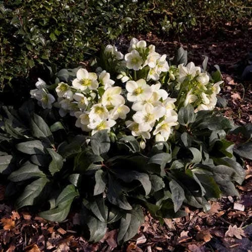 Hellebore Ice Breaker Max - Winter Rose 3 Hellebore Ice Breaker Max - Winter Rose