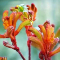 Australian Wildflower Kangaroo Paw - Seed 8 Australian Wildflower Kangaroo Paw - Seed -Garden Care Shop kangaroo paw sunset
