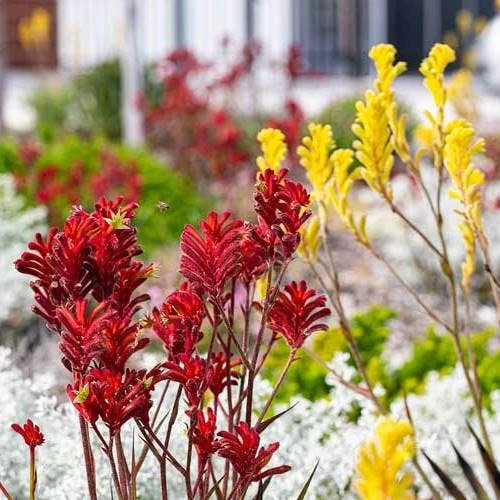 Australian Wildflower Kangaroo Paw - Seed 4 Australian Wildflower Kangaroo Paw - Seed - Image 3