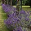 Lavender English Munstead - Seed -Garden Care Shop lavender border english