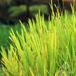 Lomandra Lime Tuff -Garden Care Shop lime tuff colour