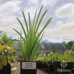 Garden Care Shop -Garden Care Shop lomanndra lime tuff tubestock