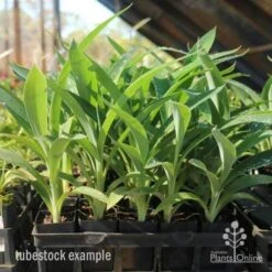 Matapouri Bay - Arthropodium -Garden Care Shop matapouri bay tubestock