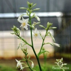 Matapouri Bay - Arthropodium -Garden Care Shop matapouri flower 1