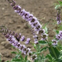 Mint - Seed -Garden Care Shop mentha spicata flowers