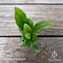 Microsorum Green Flame Fern -Garden Care Shop microsorum green flame 2