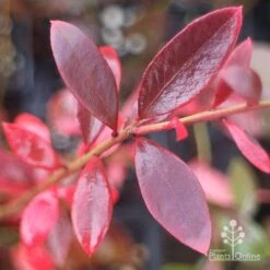Blueberry Misty -Garden Care Shop misty blueberry autumn colour