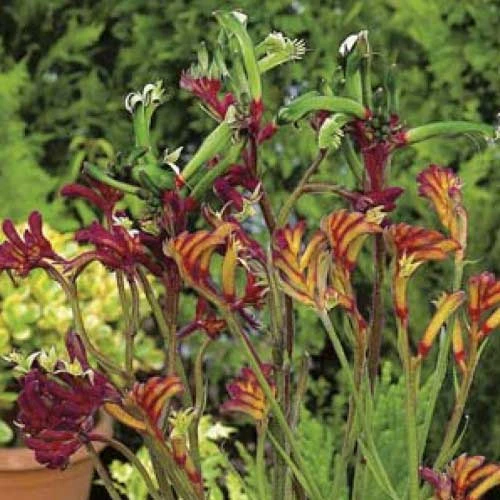 Australian Wildflower Kangaroo Paw - Seed 2 Australian Wildflower Kangaroo Paw - Seed