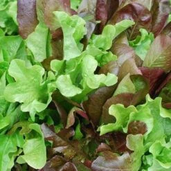 Lettuce Mixed Salad Leaves - Seed -Garden Care Shop mixed salad leaves 1