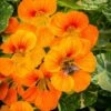 Nasturtium Alaska Salmon Variegated - Seed -Garden Care Shop nasturtium alaska bee