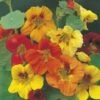 Nasturtium Trailing Mix - Seed -Garden Care Shop nasturtium trailing mixed 500