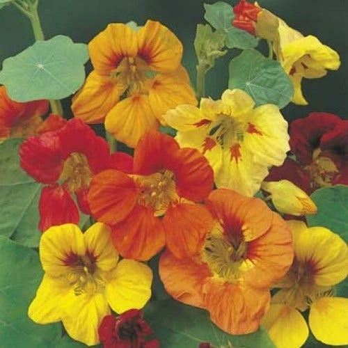 Nasturtium Trailing Mix - Seed 3 Nasturtium Trailing Mix - Seed