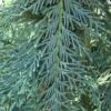 Cupressocyparis Naylors Blue - Leyland Cypress -Garden Care Shop naylors blue flickr mark bolin 500 1