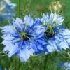 Nigella Miss Jekyll - Love In A Mist - Seed -Garden Care Shop nigella closeup 500 1 1