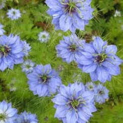 Nigella Miss Jekyll - Love In A Mist - Seed -Garden Care Shop nigella group