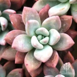 Graptoveria Opalina - Succulent -Garden Care Shop opalina img 4686