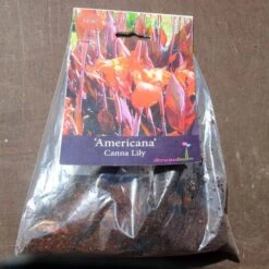 Canna Americana - 1 Bulb -Garden Care Shop pack canna americana