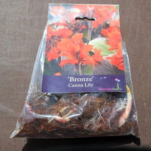 Canna Bronze - 1 Bulb 4 Canna Bronze - 1 Bulb - Image 2