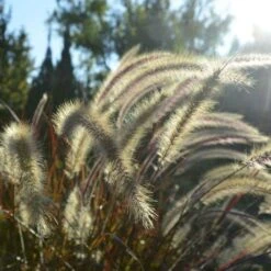 Garden Care Shop -Garden Care Shop pennisetum swamp grass