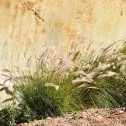 Pennisetum Alopecuroides - Swamp Fountain Grass 15 Pennisetum Alopecuroides - Swamp Fountain Grass -Garden Care Shop pennisetum swamp grass rock