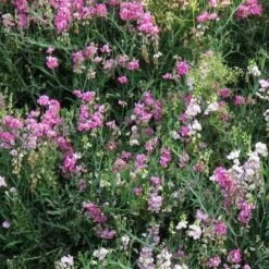Sweet Pea Everlasting Mix - Seed -Garden Care Shop perennial sweet peas
