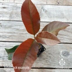 Photinia Black Jack 18 Photinia Black Jack -Garden Care Shop photinia black jack 1
