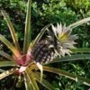 Pineapple Pure Gold 2 Pineapple Pure Gold -Garden Care Shop pineapple on stalk