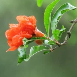 Garden Care Shop -Garden Care Shop pomegranate double flower