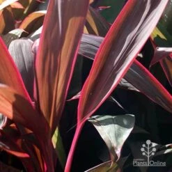 Cordyline Fruticosa Purple Prince -Garden Care Shop purple prince leaf colour