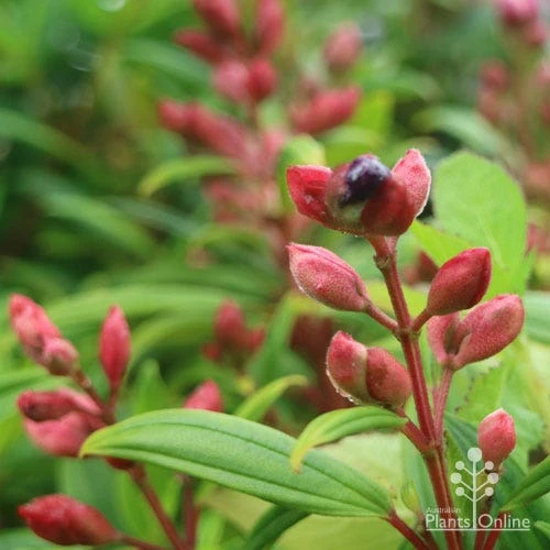 Tibouchina Purple Star 8 Tibouchina Purple Star - Image 6