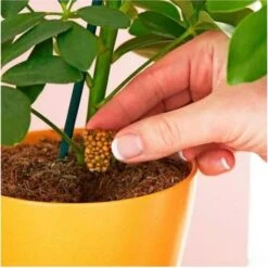 Miracle Gro Push & Feed Plant Food -Garden Care Shop push and feed