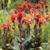 Canna Americana - 1 Bulb 1 Canna Americana - 1 Bulb -Garden Care Shop red canna plant dark leaf