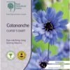 Catananche - Cupid's Dart - Seed 2 Catananche - Cupid's Dart - Seed -Garden Care Shop rhs catananche