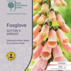 Foxglove Sutton's Apricot - Seed