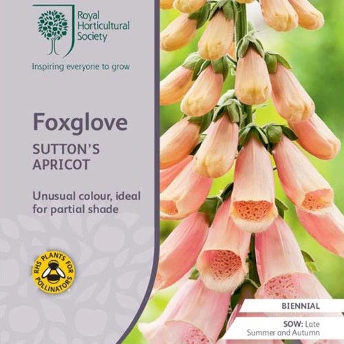 Foxglove Sutton's Apricot - Seed 3 Foxglove Sutton's Apricot - Seed