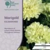 Marigold Kilimanjaro White - Seed -Garden Care Shop rhs marigold kilimanjaro