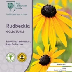 Rudbeckia - Seed -Garden Care Shop rhs rudbeckia