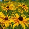 Rudbeckia - Seed 2 Rudbeckia - Seed -Garden Care Shop rudbeckia feld 3