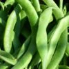 Bean Scarlet Runner - Seed 1 Bean Scarlet Runner - Seed -Garden Care Shop runner beans 500