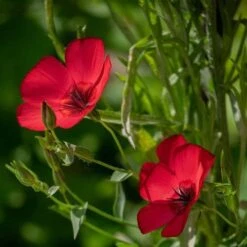 Flax Scarlet - Seed -Garden Care Shop scarlet flax 1