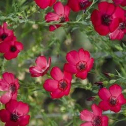 Flax Scarlet - Seed -Garden Care Shop scarlet flax 4