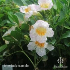 Garden Care Shop -Garden Care Shop summerscent tubestock flowering