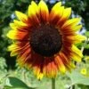 Sunflower Golden Prominence - Seed 2 Sunflower Golden Prominence - Seed -Garden Care Shop sunflower solar flash 500 1