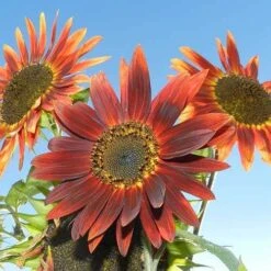 Sunflower Royal Velvet - Seed