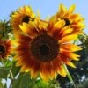 Sunflower Solar Flash - Seed 2 Sunflower Solar Flash - Seed -Garden Care Shop sunflowers solar