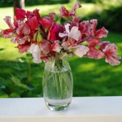 Sweet Pea Ripple Mix - Seed -Garden Care Shop sweet peas flickr julie