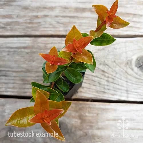 Syzygium Orange Twist - Lilly Pilly 6 Syzygium Orange Twist - Lilly Pilly - Image 4