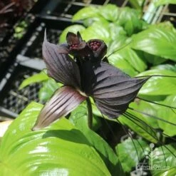 Bat Plant - Tacca -Garden Care Shop tacca in nursery top