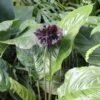 Bat Plant - Tacca -Garden Care Shop tacca plant 500